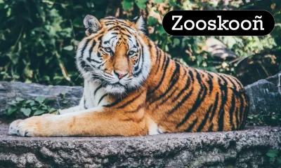 Discover Zooskooñ: A New Zoo Experience