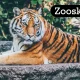 Discover Zooskooñ: A New Zoo Experience