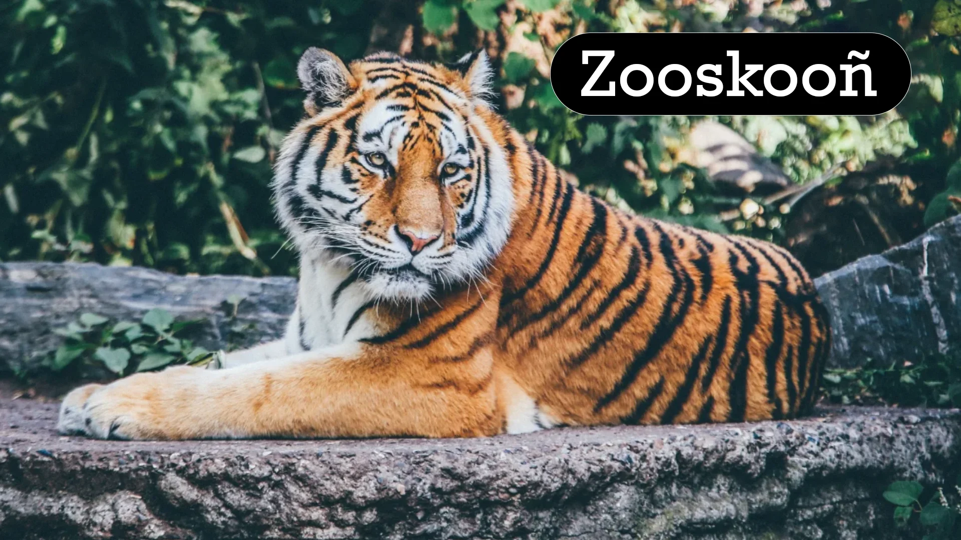 Discover Zooskooñ: A New Zoo Experience